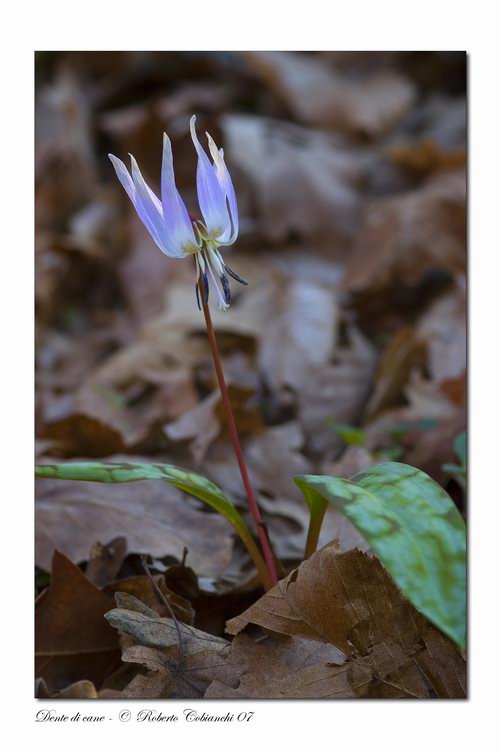 Erythronium dens-canis / Dente di cane